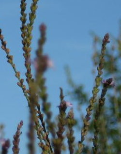 Eisenkraut (Verbena officinalis L.)