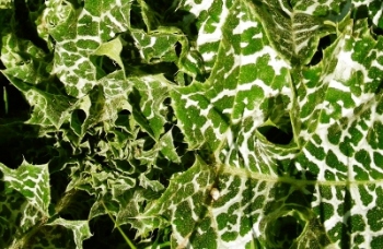 Mariendistel, Blätter grün-weiß marmormiert