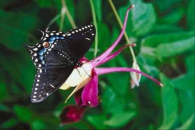 Akelei in Nordamerika mit Schmetterling, ebenfalls ein Hahnenfußgewächs!