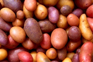 Kartoffel - eine tolle Knolle