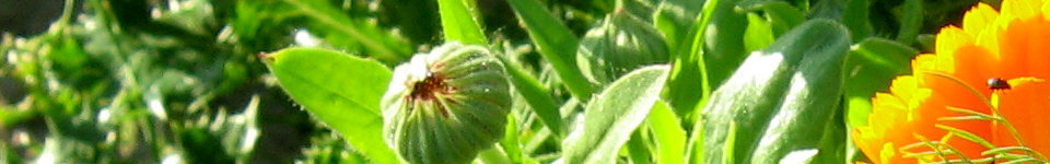 Forum Naturheilkunde