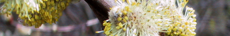 Forum Naturheilkunde