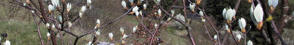 Forum Naturheilkunde