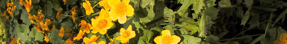 Forum Naturheilkunde