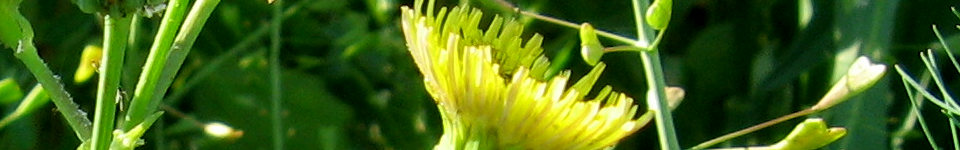 Forum Naturheilkunde