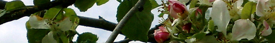 Forum Naturheilkunde