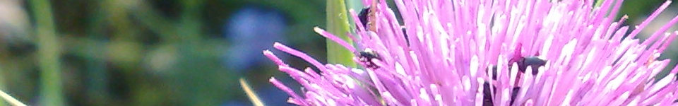 Forum Naturheilkunde