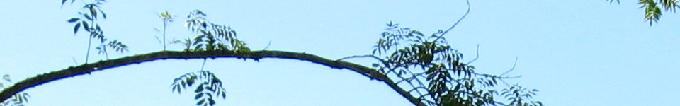 Forum Naturheilkunde