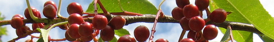 Forum Naturheilkunde