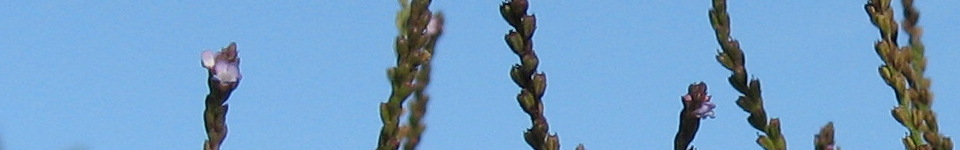 Forum Naturheilkunde