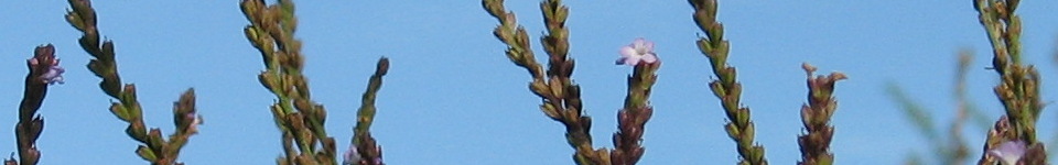Forum Naturheilkunde