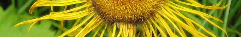 Forum Naturheilkunde