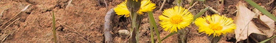Forum Naturheilkunde