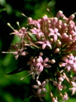 Baldrian - Valeriana officinalis L.