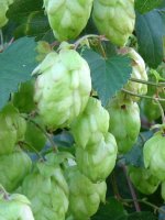 Hopfen (Humulus lupulus L.)