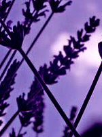 Lavendel