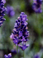 Lavendel