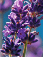 Lavendel
