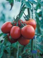 Tomaten
