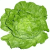 Chlorophyll