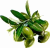 Chlorophyll