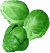 Chlorophyll