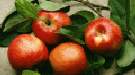 Apfel - Fructus malus