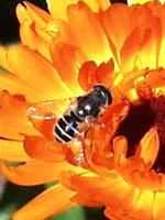 Apis mellifica - Honigbiene