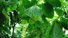 Chinin bei Fibromyalgie