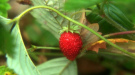 Erdbeeren