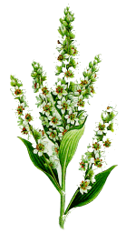 Veratrum album L. - Weißer Germer