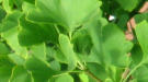 Sport, Ginseng und Gingko machen schlau