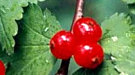 Resveratrol