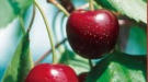 Kirschen und Kirsch