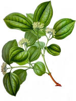 Nux vomica