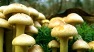 Wildpilze: Kulinarisches aus dem Wald
