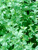 Mit Stevia natürlich süßen