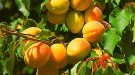 Vitamine