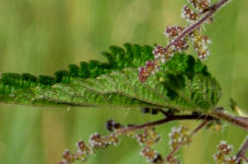 Brennessel - Urtica dioica