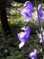 Aconitum napellus