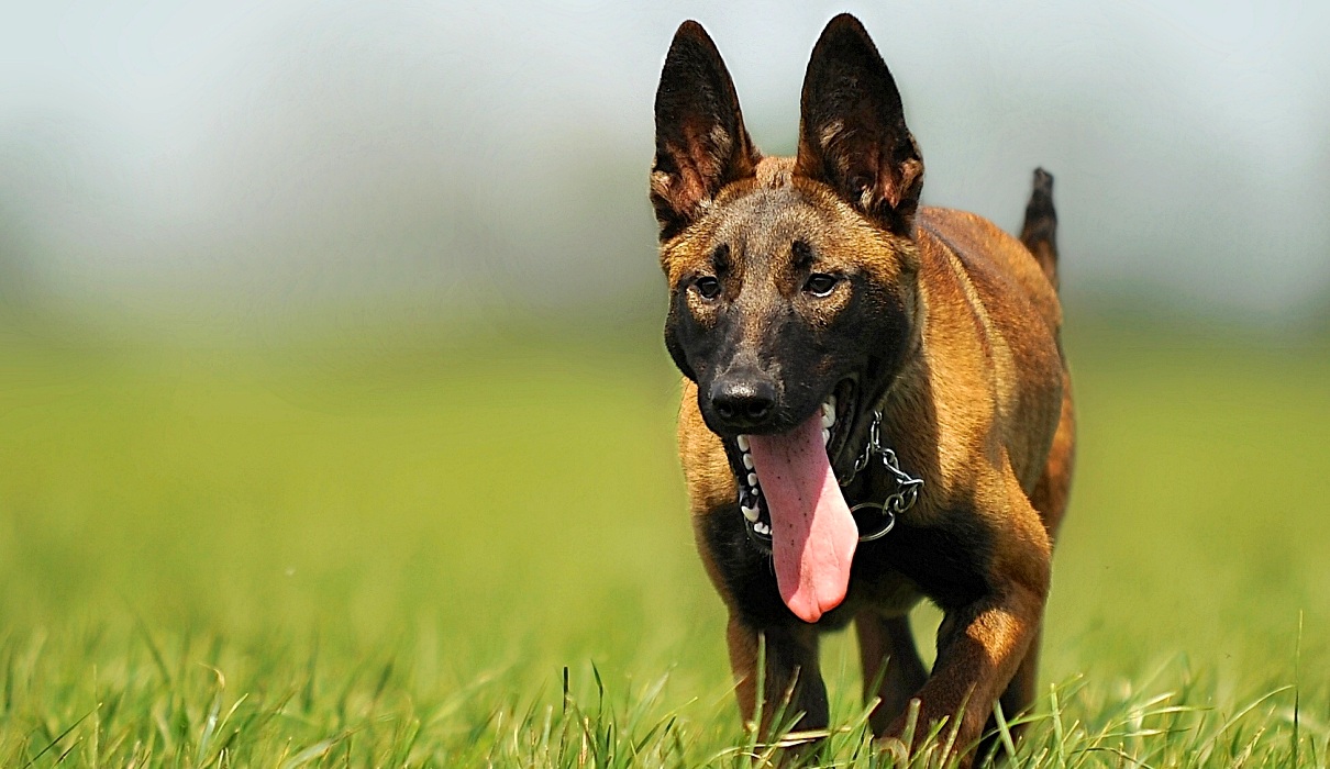 Homöopathie für den Hund - Analbeutelerkrankung - Die Visitenkarte des Hundes Homöopathie für den Hund - Analbeutelerkrankung - Die Visitenkarte des Hundes