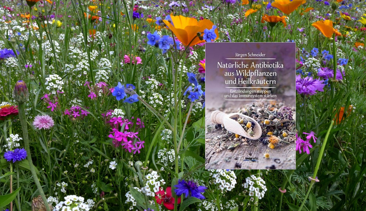 Natürliche Antibiotika aus Wildpflanzen und Heilkräutern