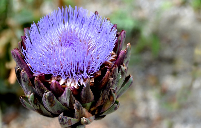 Artischocke (Cynara scolymus L.)