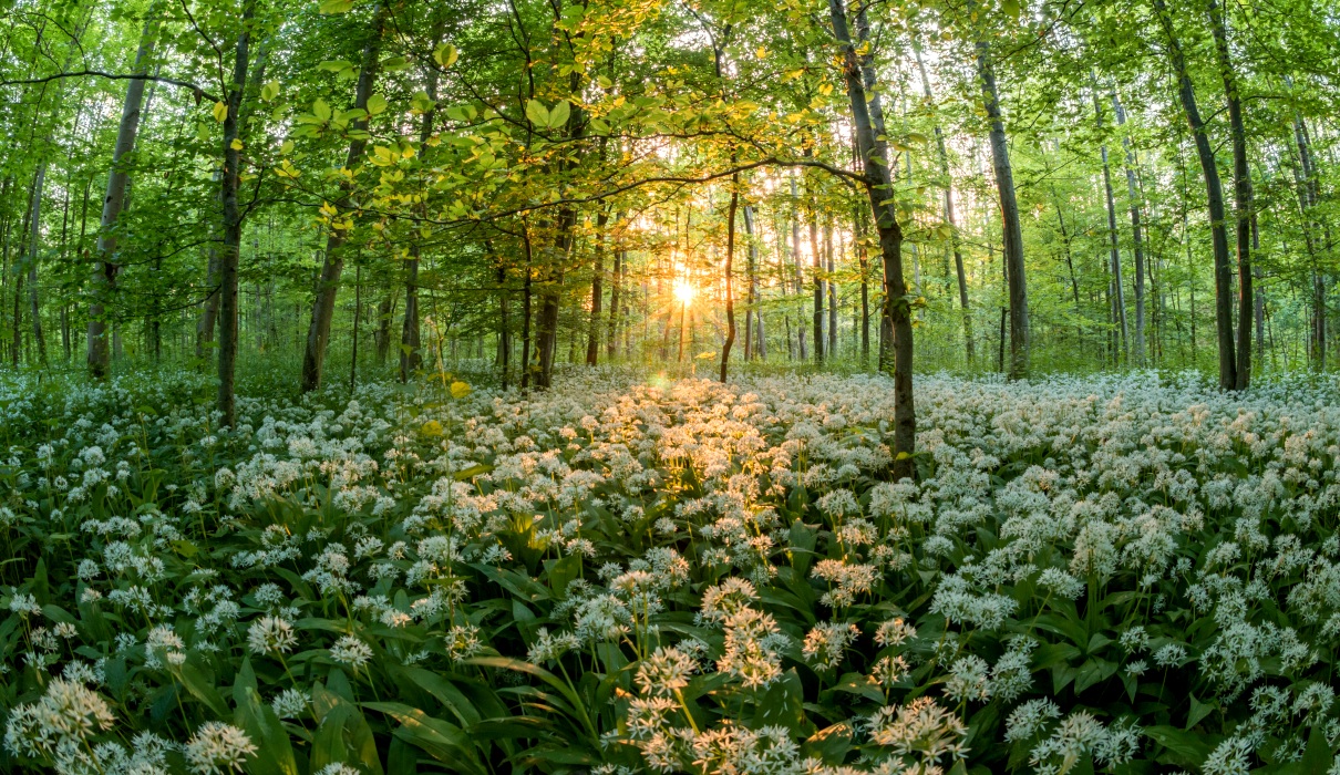 Bärlauch (Allium ursinum)
