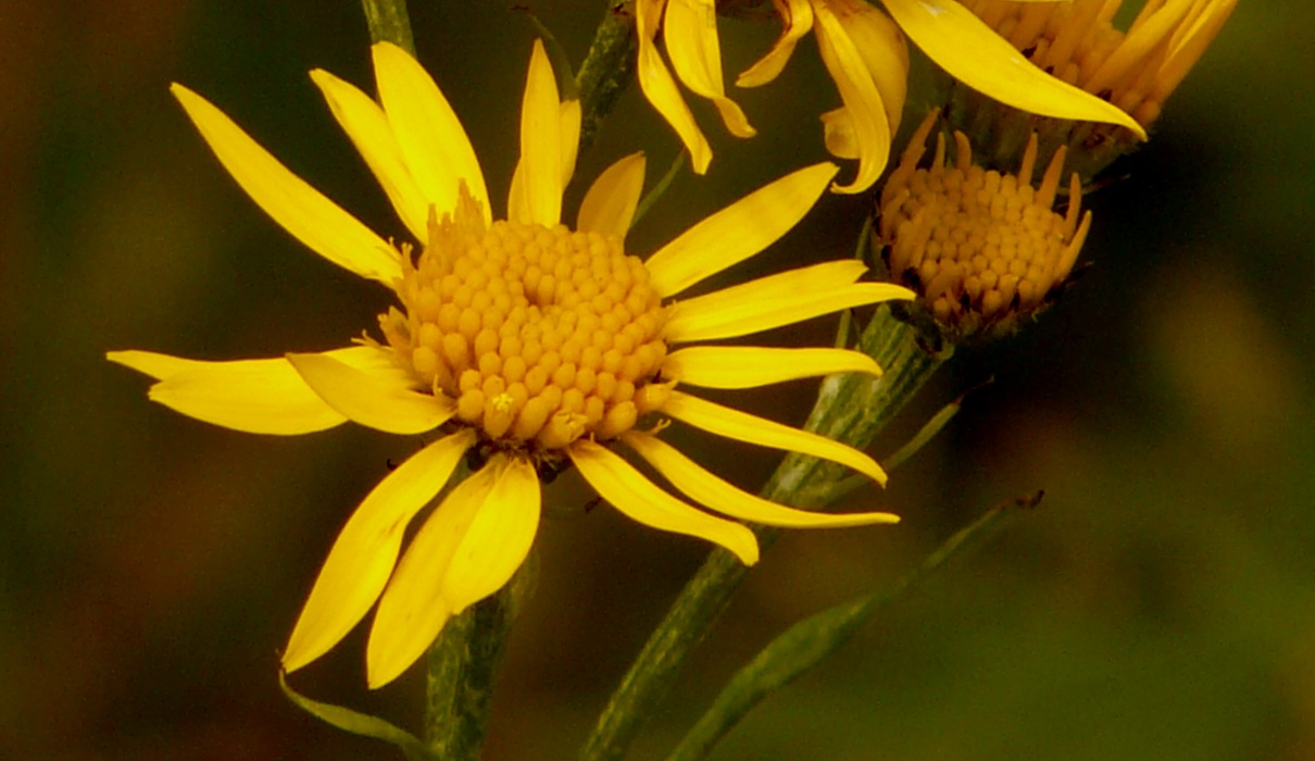 Arnika (Arnica montana)