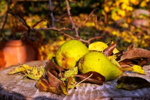 Birnen-Herbst-Dessert