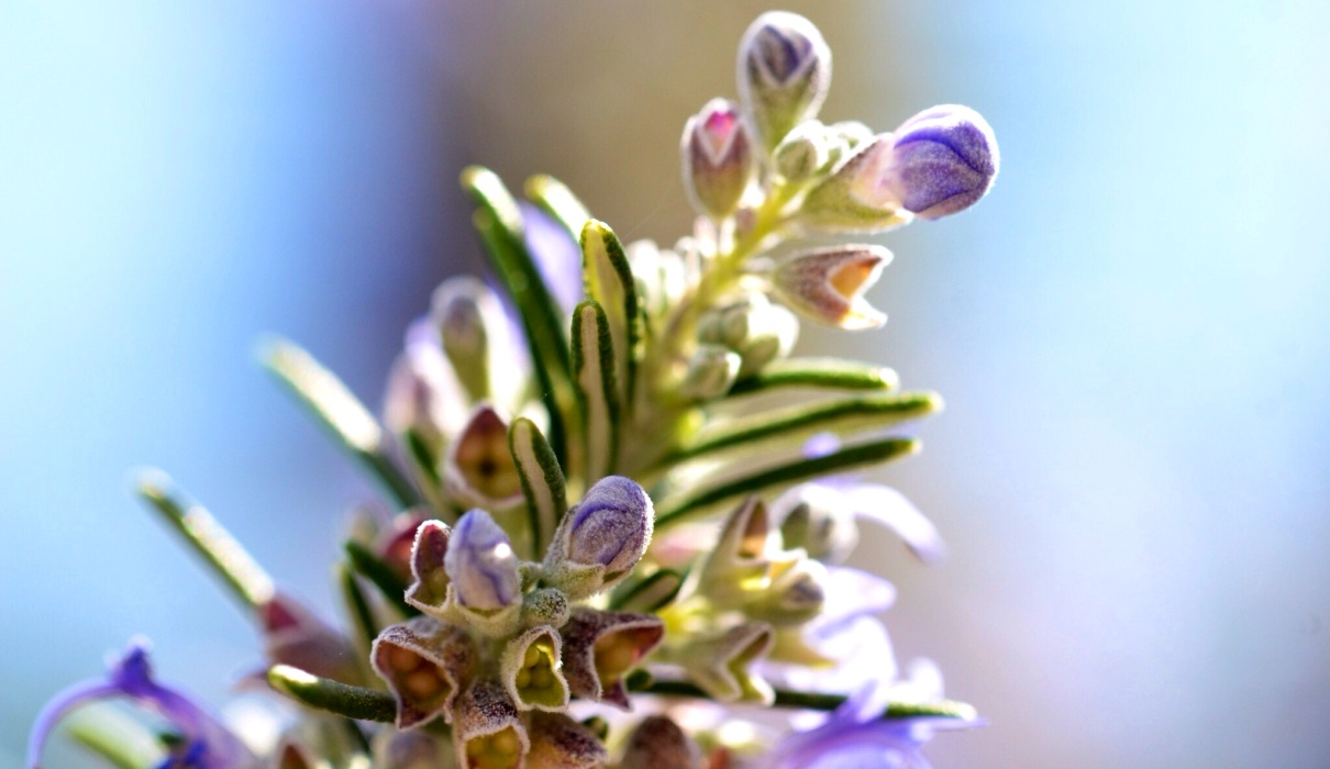 Harnwegsinfekte: Phytotherapeutika statt Antibiotika