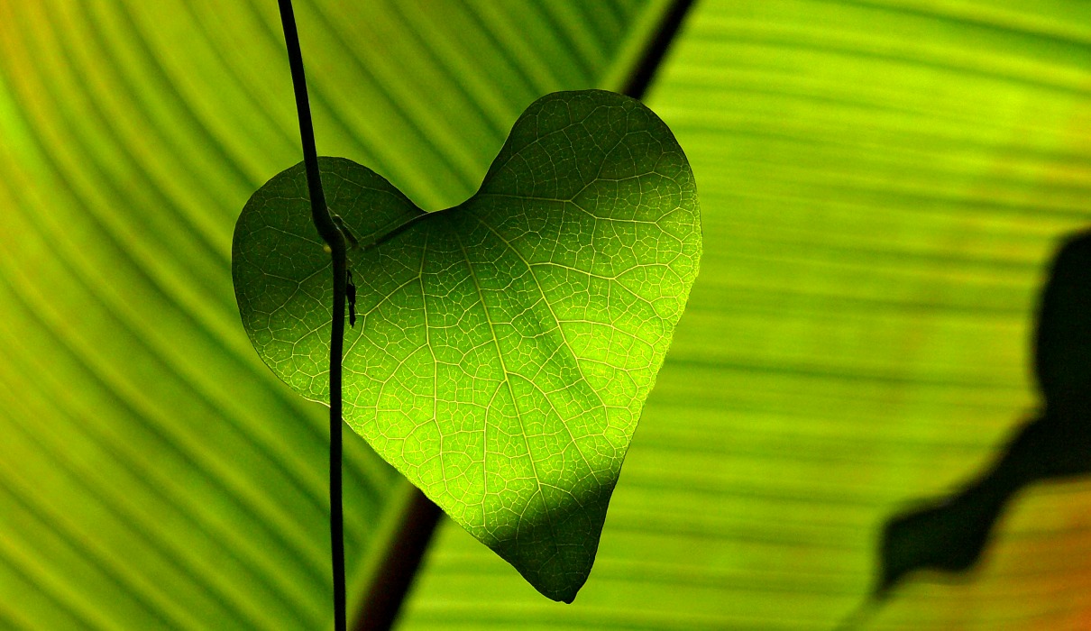 Chlorophyll - gesundheitliche Wirkung auf unseren Körper