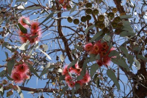 Eukalyptus (Eucalyptus globulus)