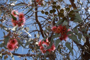 Eukalyptus (Eucalyptus globulus) Eukalyptus (Eucalyptus globulus)